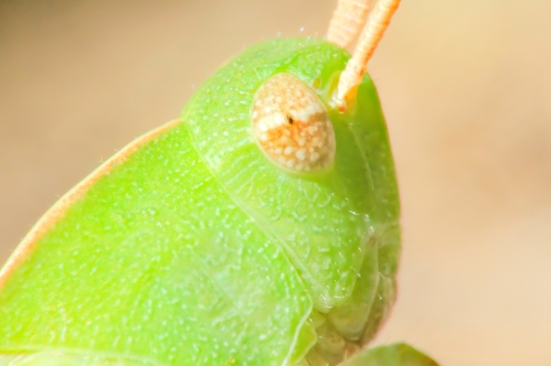 grasshopper-portrait2